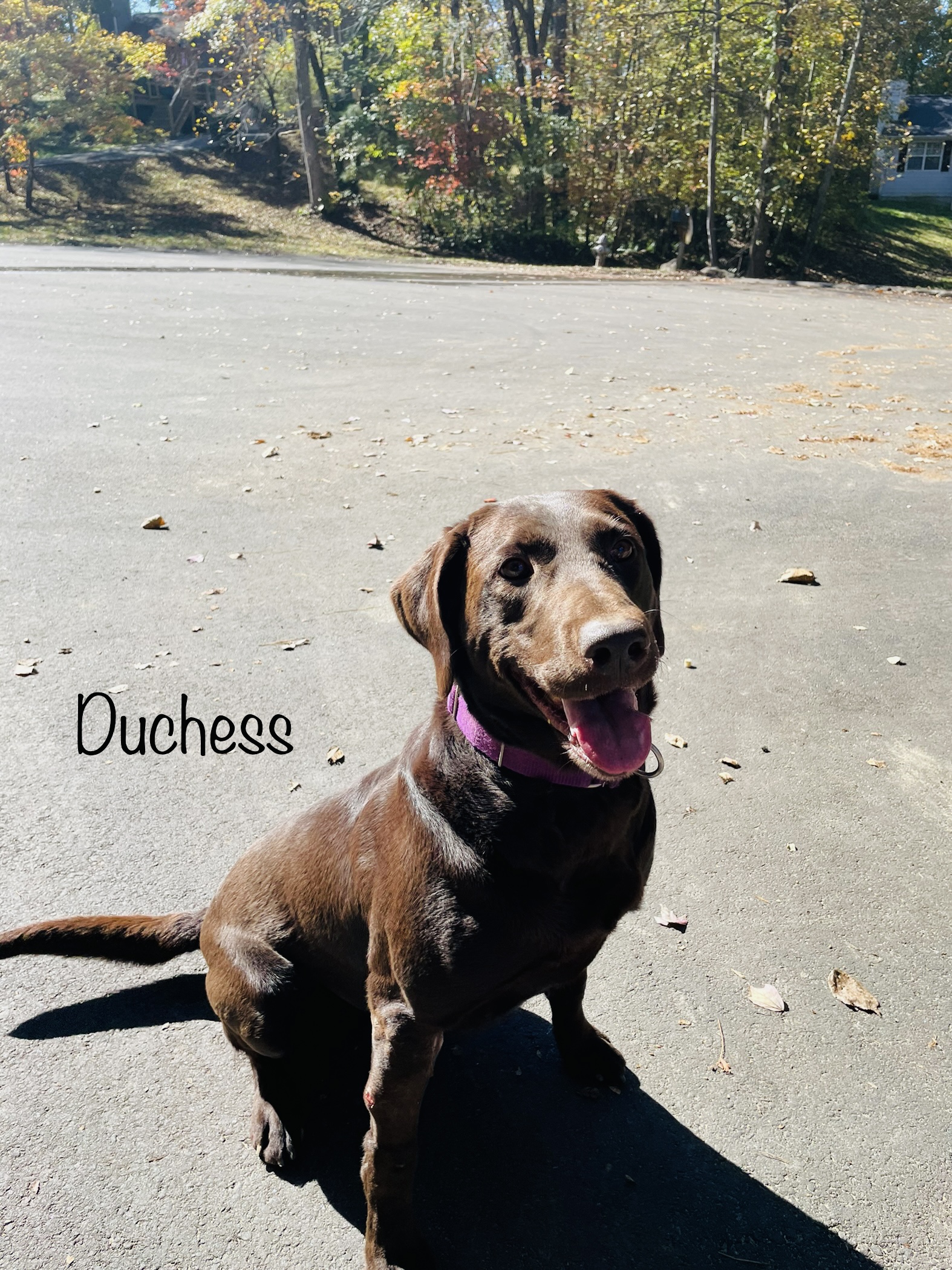 Duchess