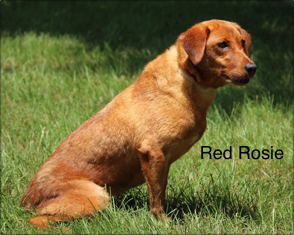 Red Rosie